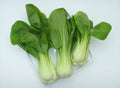 Bok Choy Seeds - 1500 Pack - Non-GMO Canton PAK CHOI Chinese Cabbage - Brassica rapa var. chinensis