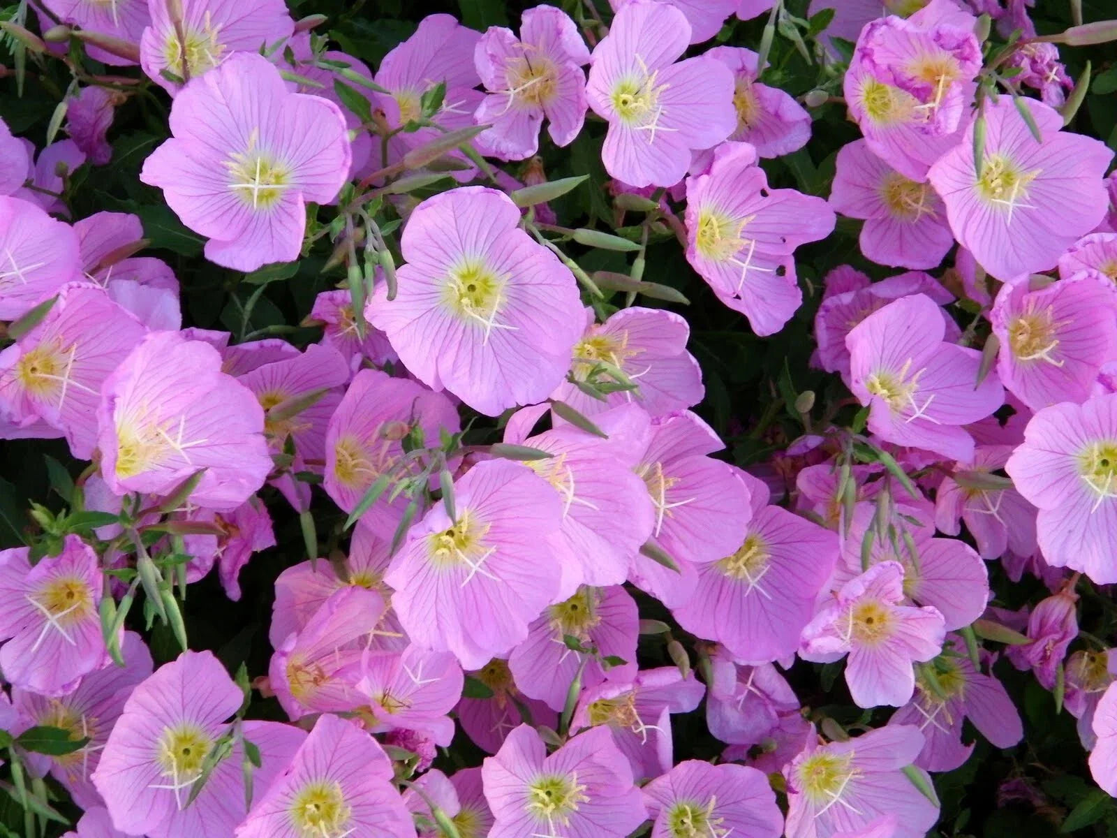Evening Primrose Seeds - 400+ FRESH Pink Oenothera biennis