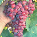Crimson Vine Bare Root Plant - Large Oval Red Seedless Table Grape (Vitis vinifera) for Raisins