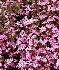Rock Soapwort Groundcover Seeds, Pink Spreading Perennial, Non-GMO, 1000 Seeds, Saponaria ocymoides