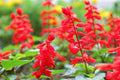 Red Scarlet Salvia Seeds - Non-GMO Annual & Perennial Hummingbird Flowers - 500 Seeds