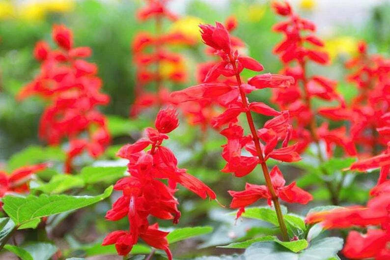 Red Scarlet Salvia Seeds - Non-GMO Annual & Perennial Hummingbird Flowers - 500 Seeds