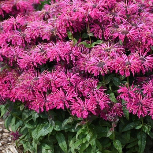 Razzleberry Bee Balm Seeds - 100 Count - Monarda Didyma - Hummingbird Flower Seeds for Garden Blooms