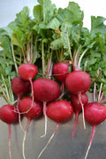Crimson Giant Radish Seeds - 100/200/500/2000 Heirloom Seeds for Crispy, Huge Harvests - Raphanus sativus