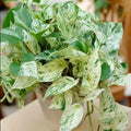 Pothos Ivy Cuttings Combo 6 - 2 Marble Queen, 2 Brazil, 2 N'Joy - Indoor Houseplant for Easy Care (Epipremnum aureum)