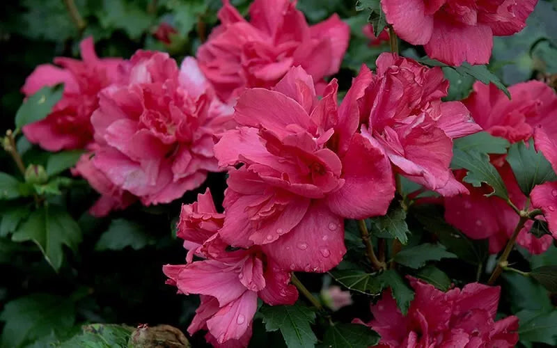 Lucy Rose of Sharon Hibiscus Syriacus Live Plant 12-16" Bareroot Double Red Flowers Hardy Shrub