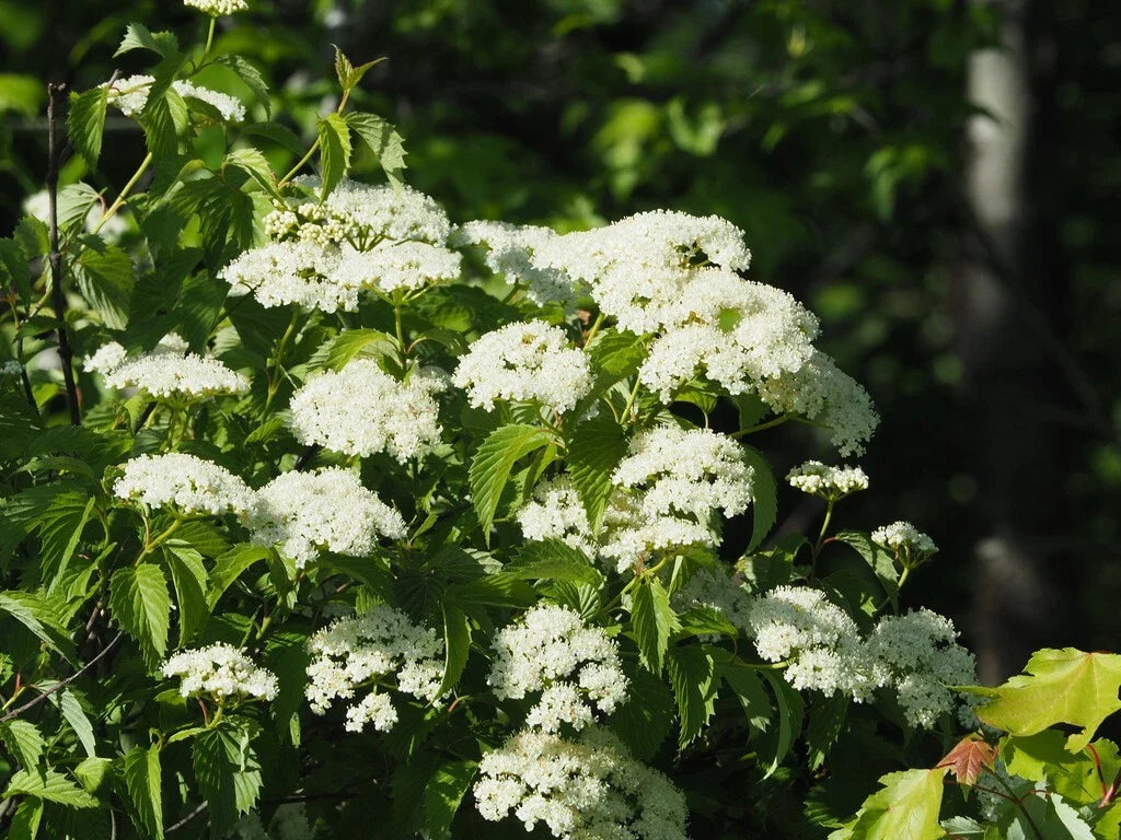 Viburnum Seeds - 50 Count Arrowwood Viburnum Flowering Shrub Seeds - Viburnum dentatum