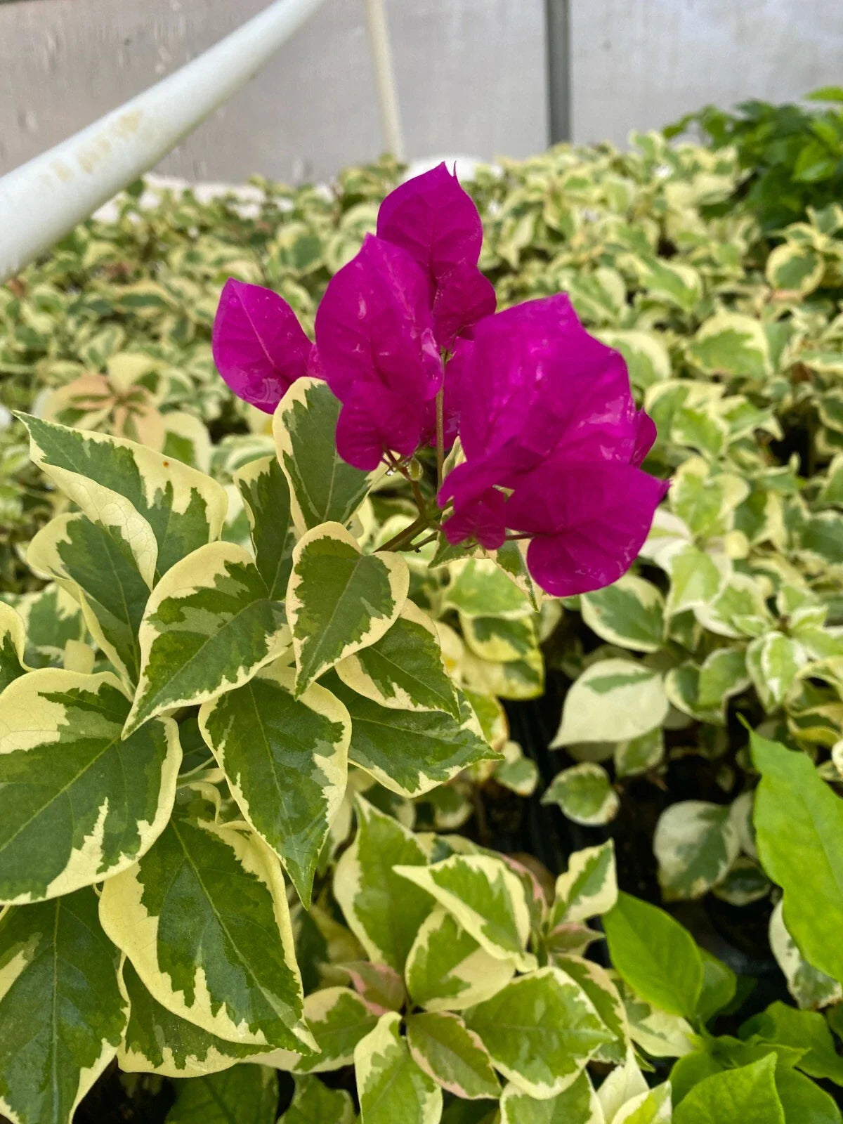 Bougainvillea Starter Plant - Vera Variegata Purple - Deep Purple Blooms - Rooted Plant