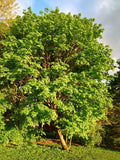 Sugar Maple Tree 24 inch Starter Tree Bare Root Acer saccharum Sweet Maple