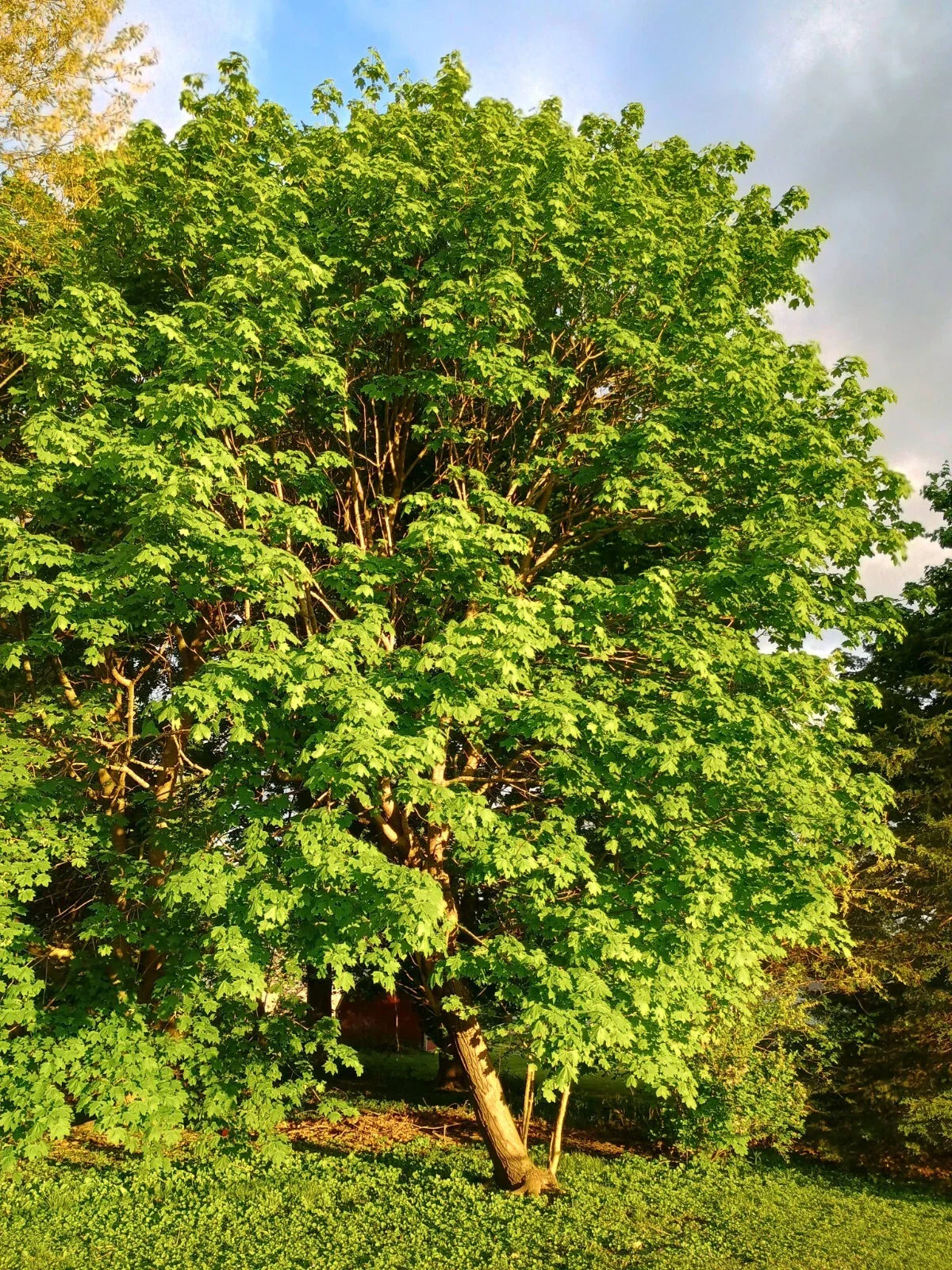 Sugar Maple Tree 24 inch Starter Tree Bare Root Acer saccharum Sweet Maple