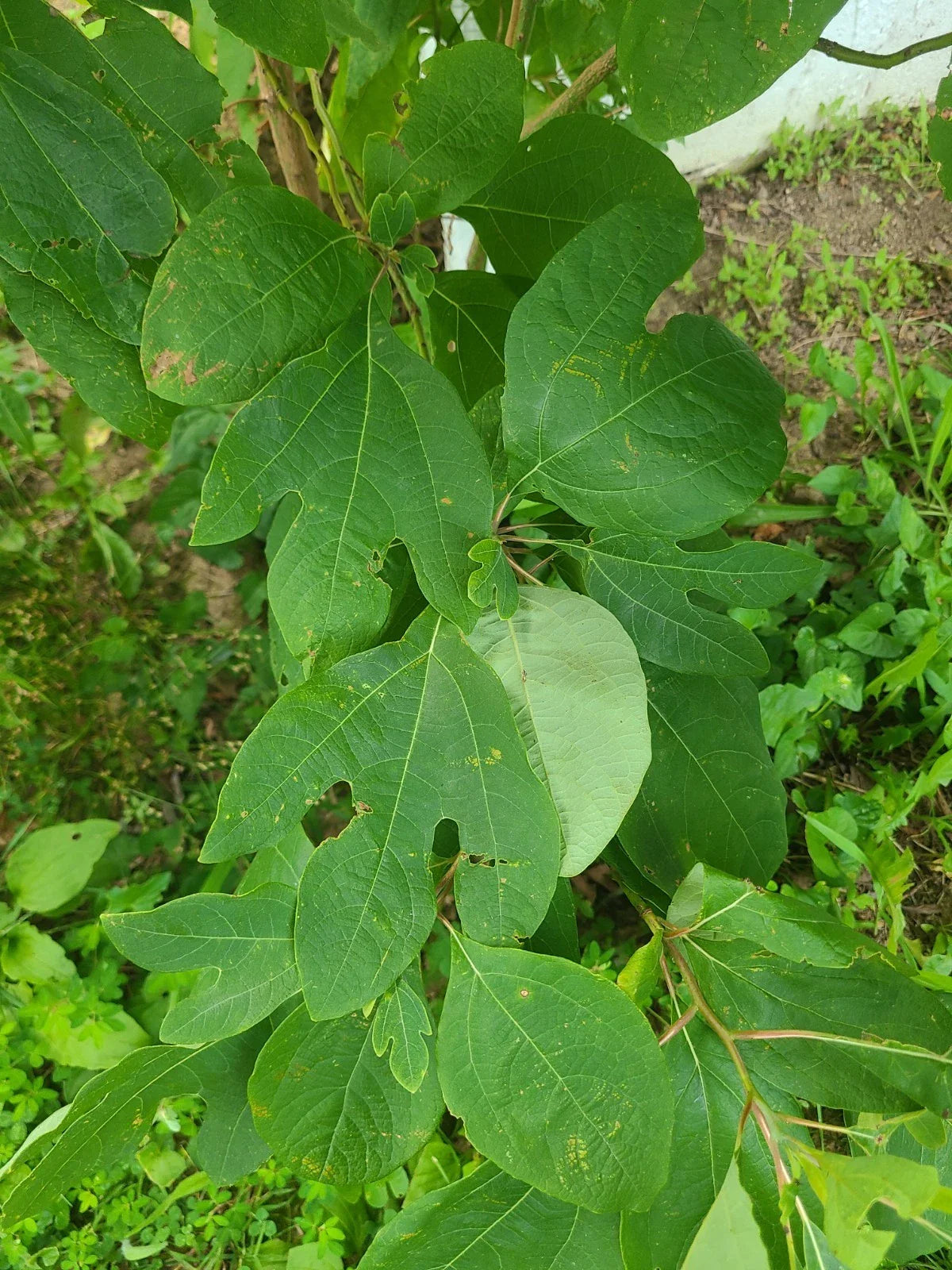 Organic Sassafras Tree - 5 Bare Root Plants 5-11" - Fresh Dug - Sassafras albidum