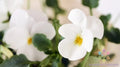 200+ Admire Cream Pansy Seeds for Garden Planting, Viola Tricolor - USA, Bulk Flower Seeds, Easy to Grow