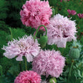 Pink Pompon Mix Poppy Seeds - 200+ Count for Garden Planting - Papaver somniferum - USA