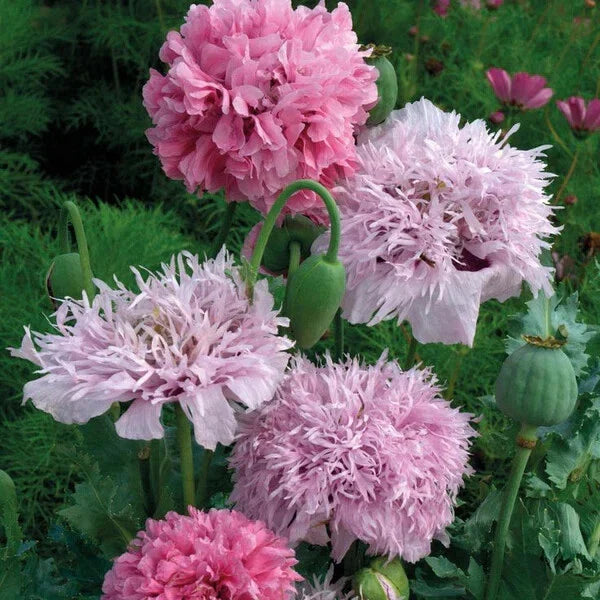Pink Pompon Mix Poppy Seeds - 200+ Count for Garden Planting - Papaver somniferum - USA