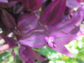 Wandering Jew Cuttings - 10 Unrooted Burgundy Tradescantia Zebrina Live Plant