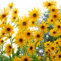 Maximilian Sunflower Seeds - 200+ Yellow Perennial Flowers for Butterflies - Non-GMO Helianthus maximiliani