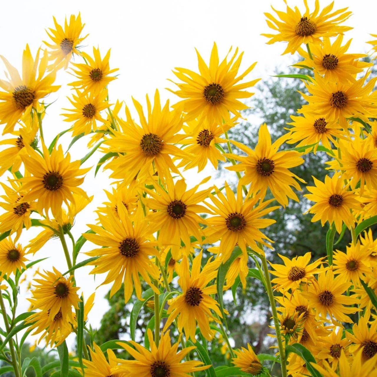 Maximilian Sunflower Seeds - 200+ Yellow Perennial Flowers for Butterflies - Non-GMO Helianthus maximiliani
