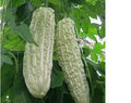 Bitter Gourd Seeds for Planting - Chinese Green or White Balsam Pear (Momordica charantia)
