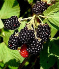 Wild Southern Blackberry Plants 4-Pack, 6" Starter, Rubus Fruticosus, Edible Fruit Bush, Bare Root, Dormant Winter, USA Seller