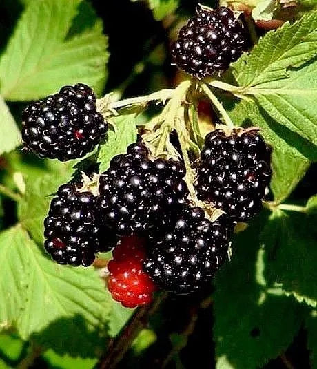 Wild Southern Blackberry Plants 4-Pack, 6" Starter, Rubus Fruticosus, Edible Fruit Bush, Bare Root, Dormant Winter, USA Seller
