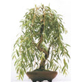 Weeping Willow Bonsai Tree Cutting - Gold Bark, Vibrant Green Foliage - Salix babylonica