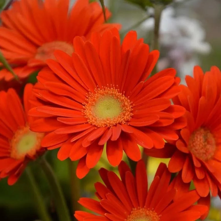 Gerbera Daisy Live Plant 3" Pot Red Orange Sweet Glow Gerbera jamesonii