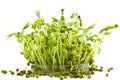 Mung Bean Sprouts Seeds - 100 Seeds - Grow Tasty Sprouts - Vigna radiata