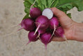 Purple Plum Radish Seeds - 100+ Heirloom NON GMO Organic - Brassica rapa subsp. rapa
