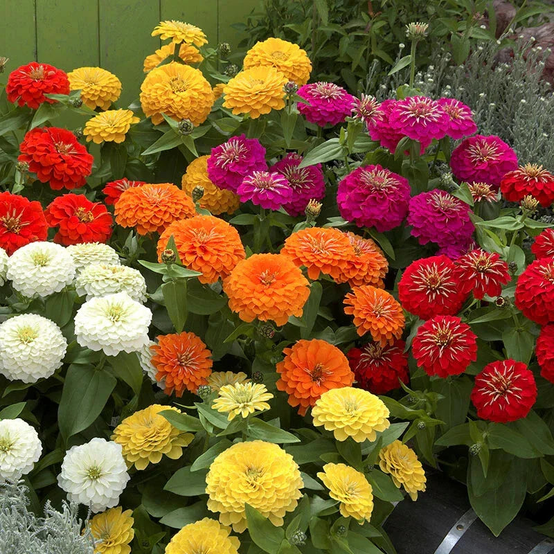 Zinnia Seeds - 100+ Preciosa Mix - Flower Garden Seeds - Zinnia elegans - USA