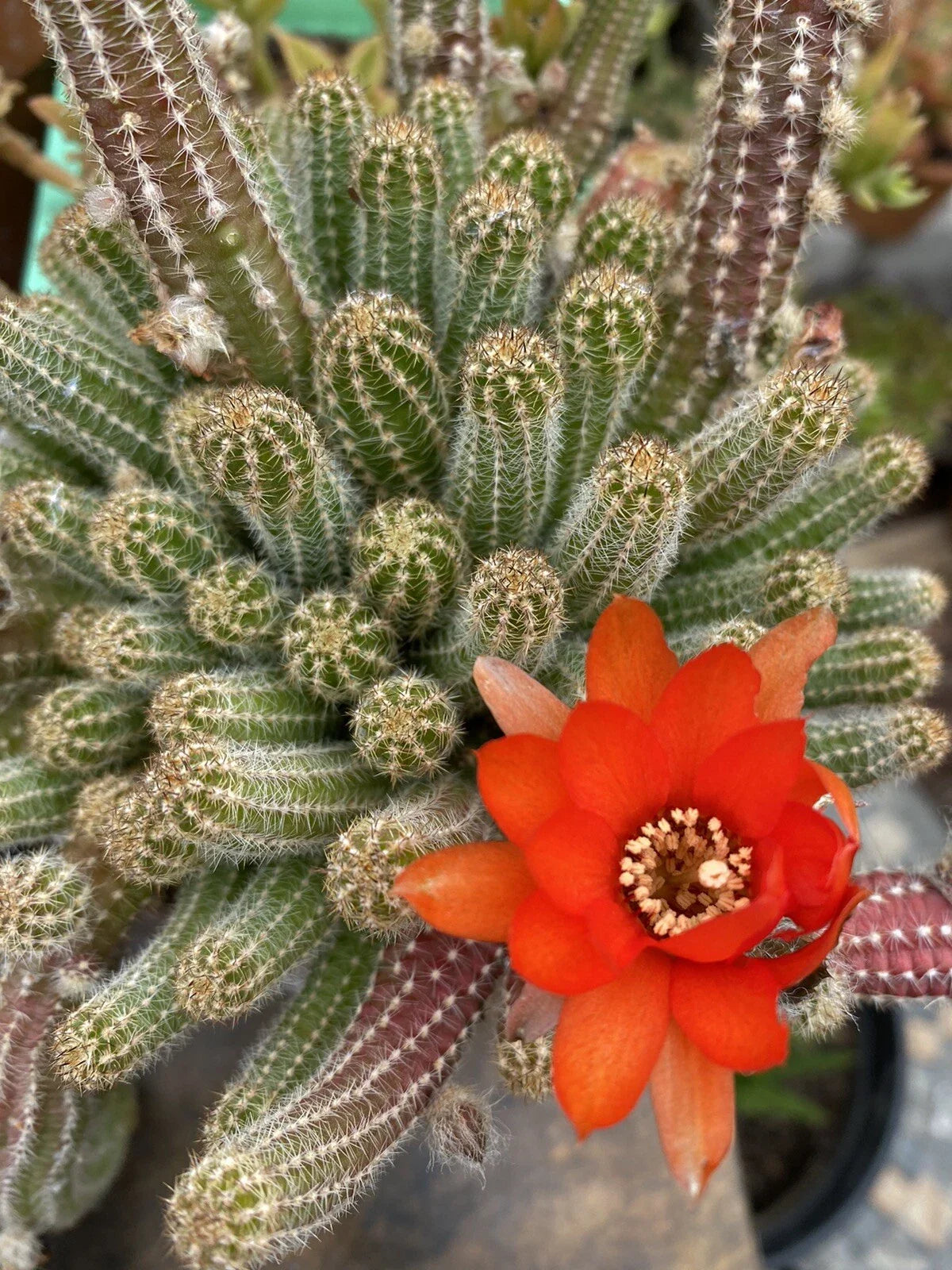 Echinopsis Chamaecereus Peanut Cactus Cuttings - 5 Pack, Succulent Variety, Easy Care, Unique Shape, Indoor Plant