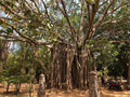 Ficus Benghalensis Tree Seeds, Banyan Fig Seeds for Bonsai, Bengal Fig, Indian Banyan, Tropical Plant Seeds
