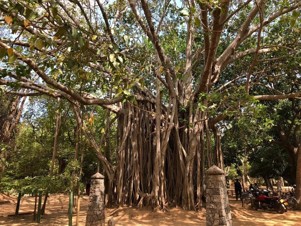 Ficus Benghalensis Tree Seeds, Banyan Fig Seeds for Bonsai, Bengal Fig, Indian Banyan, Tropical Plant Seeds