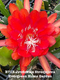 Rooted Epiphyllum Orchid Cactus Plant - Jevdoksia Stresjnjova in 4” Starter Pot - Indoor Succulent for Home Decor