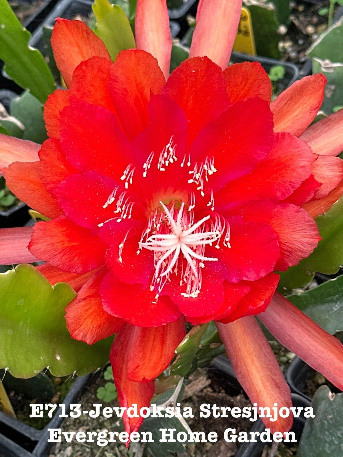 Rooted Epiphyllum Orchid Cactus Plant - Jevdoksia Stresjnjova in 4” Starter Pot - Indoor Succulent for Home Decor