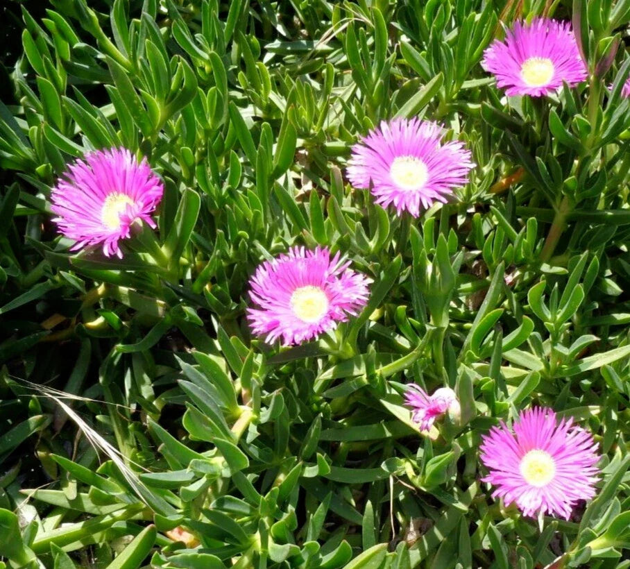 Fresh Cuttings Ice Plant, Purple Pink Ground Cover Succulents, 4-7" Each, Delosperma spp.