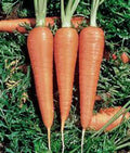 Danvers 126 Carrot Seeds, Heirloom Variety, Non-GMO, Bulk Pack of 1000+ Seeds, Organic Gardening