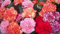 Double Mix Carnation Seeds - 100 Pack, Perennial Dianthus Flowers, Colorful Garden Seeds for Planting