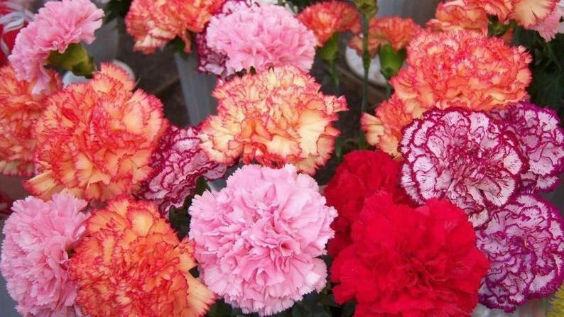 Double Mix Carnation Seeds - 100 Pack, Perennial Dianthus Flowers, Colorful Garden Seeds for Planting