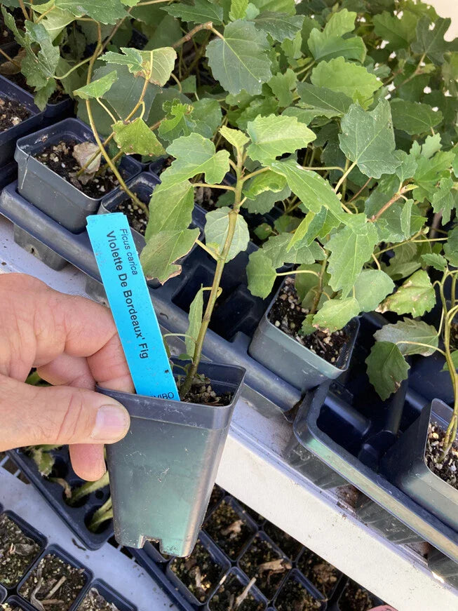 Violette de Bordeaux Fig Tree - Live Plant - Self Fertile - Ficus carica