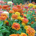 Zinnia Seeds Mix - 100+ Jim Bagget's Choice - Flower Garden Seeds - USA Grown - Free Shipping
