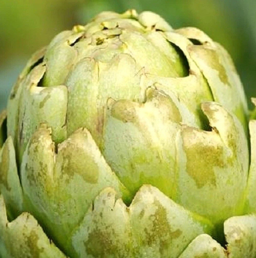 Green Globe Artichoke Seeds | Heirloom NON-GMO Seeds | Organic Vegetable Garden Seeds | Cynara scolymus