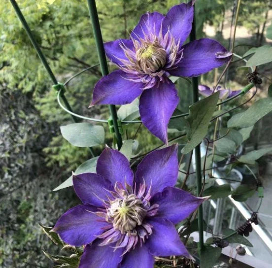 Purple Clematis Seeds - 39Pcs Perennial Flowering Vine - Large Blooms - Clematis spp.