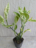Variegated Devil's Backbone Plant - 2.5" Pot with Bigger Leaves - Euphorbia tithymaloides - 5 Stems per Rooted Pot
