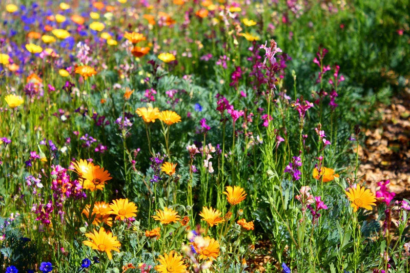 North American Wildflower Mix Seeds - Fresh Variety for Pollinators - Native Wildflowers Seed Blend