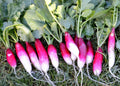 French Breakfast Radish Seeds 200 Ct - Non-GMO Vegetable Garden Seeds - Raphanus sativus - USA, Free Shipping