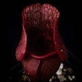 Sarracenia Purpurea Venosa Red Pitcher Plant - Carnivorous Plant with Unique Red Veins