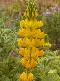 Lupine Seeds - 50 Count - Yellow Annual - Drought Tolerant - Hummingbird & Honey Bee Friendly - Non-GMO