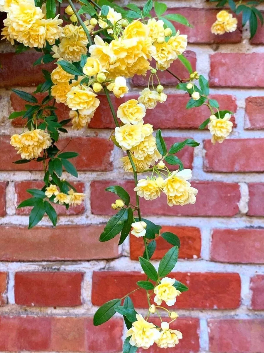 Thornless Polyanthus Climber Cuttings (4) - Clear Yellow - Rooting Propagation
