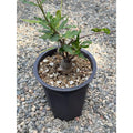 Fockea crispa Succulent Plant | Rare Caudiciform with Thick Caudex | California Seed Grow