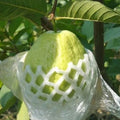 Pink Pearl Guava Seeds - 20 Count, Tropical Fruit Variety, Psidium guajava